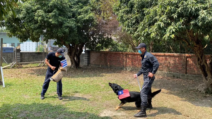 WBC棒球經典賽／台中警犬姊妹神預測贏荷蘭 　「奧迪」狂咬古巴集氣