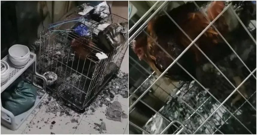 下班回家驚見陽台愛雞「燒成烤雞」！只因鄰居「做這事」怒吼：從小養到大