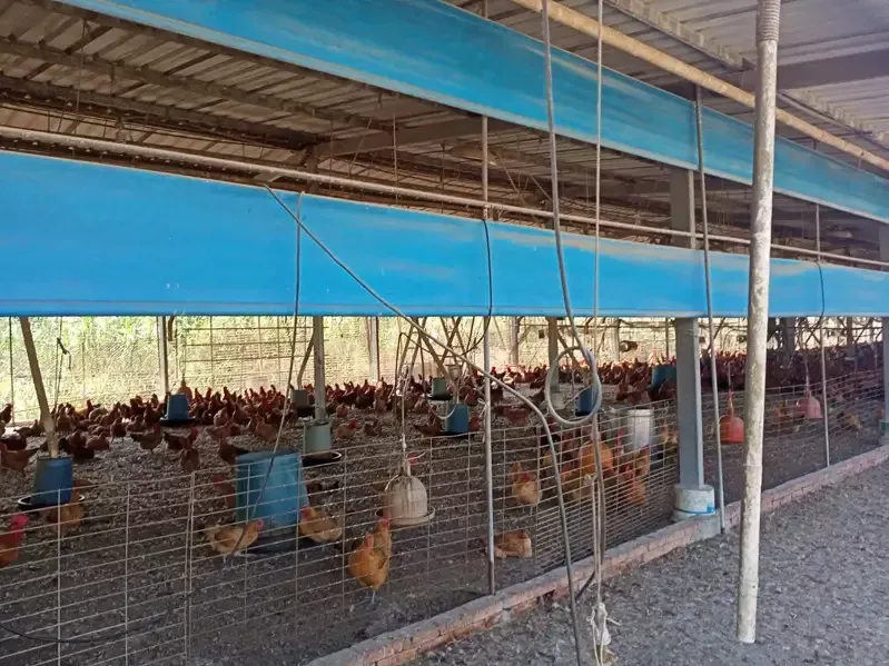 缺工救不了缺蛋！　彰化蛋農滿手現金、找嘸人蓋雞舍