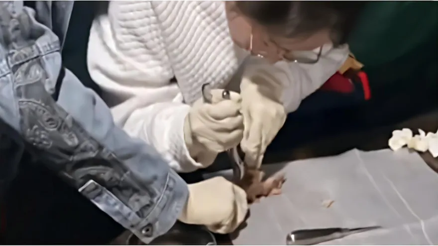 影/老闆都看呆了…醫學生吃燒烤花1小時解剖豬頭　網友調侃：分明是來做實驗的