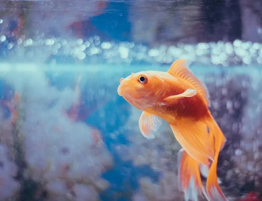 妹子聽信風水師「養金魚」改運...養不活竟買6條假模型充當　網轟：人工改運？