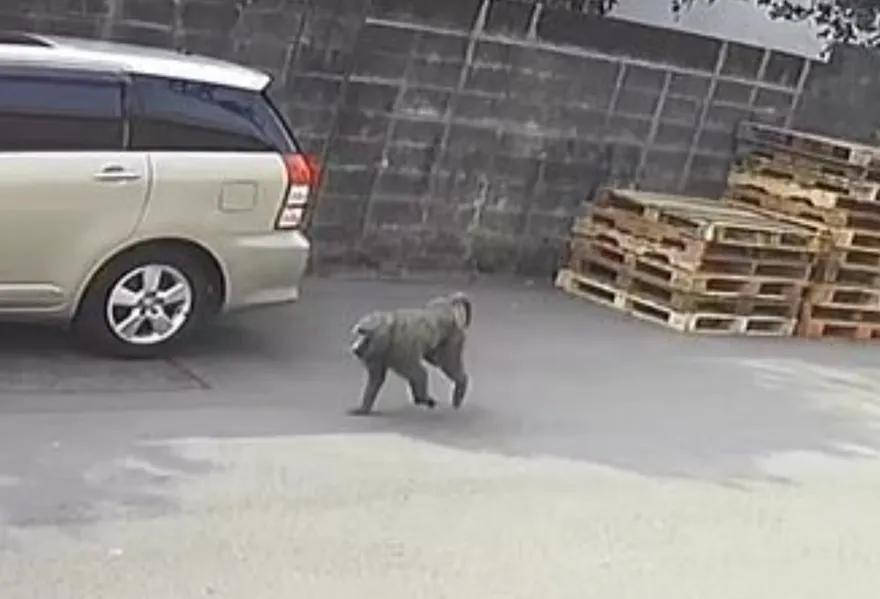 打臉實錄！從狒狒到霸凌案…「他們」帶風向  遭PTT網友噓爆