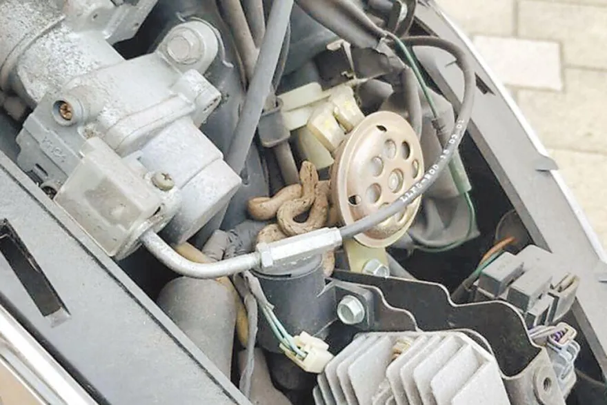 龜殼花鑽進機車前蓋！　新北騎士「載蛇」到消防隊解圍