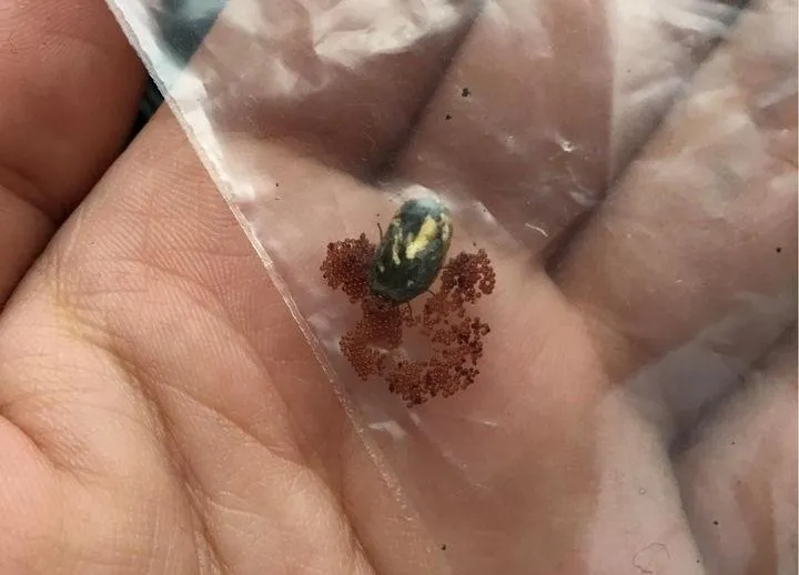 影/慎入！捏爆「牛蜱」瞬噴千萬個我　被咬患「此病」變法定傳染病