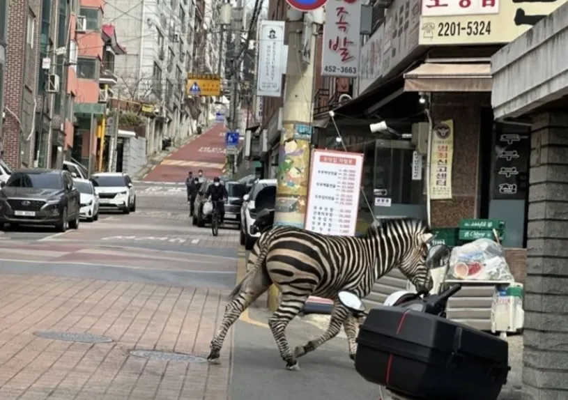影/動物逃脫日？南韓首爾驚見斑馬亂竄　落跑狂奔4線道