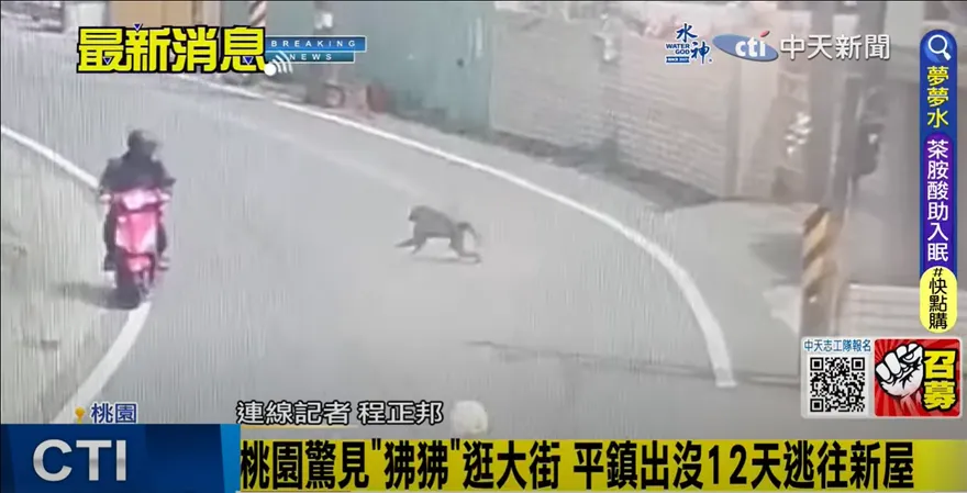 「不是豚尾狒狒！」凶猛「東非狒狒」專家再認證！桃園出動這儀器大搜捕