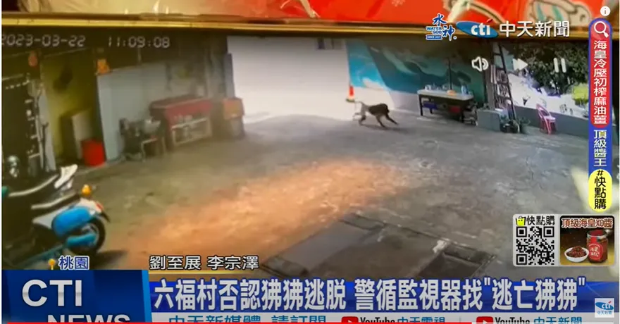 狒狒出現桃園代表一件事！他驚呼「大條了」：有幼兒父母要小心