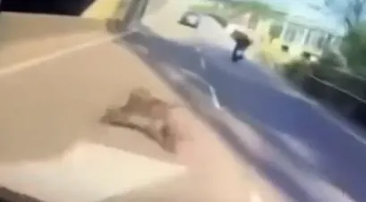 影/第13天動態！狡猾狒狒新屋交流道橋下現身3秒　今晚捕狒啟動