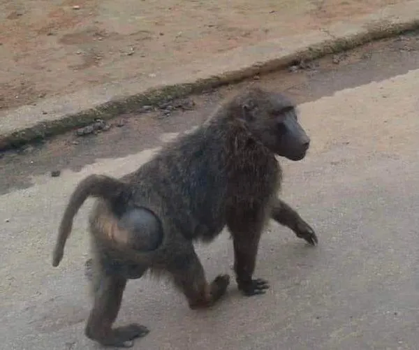 誰用獵槍打死狒狒？網倡議成立「327槍擊案真調會」