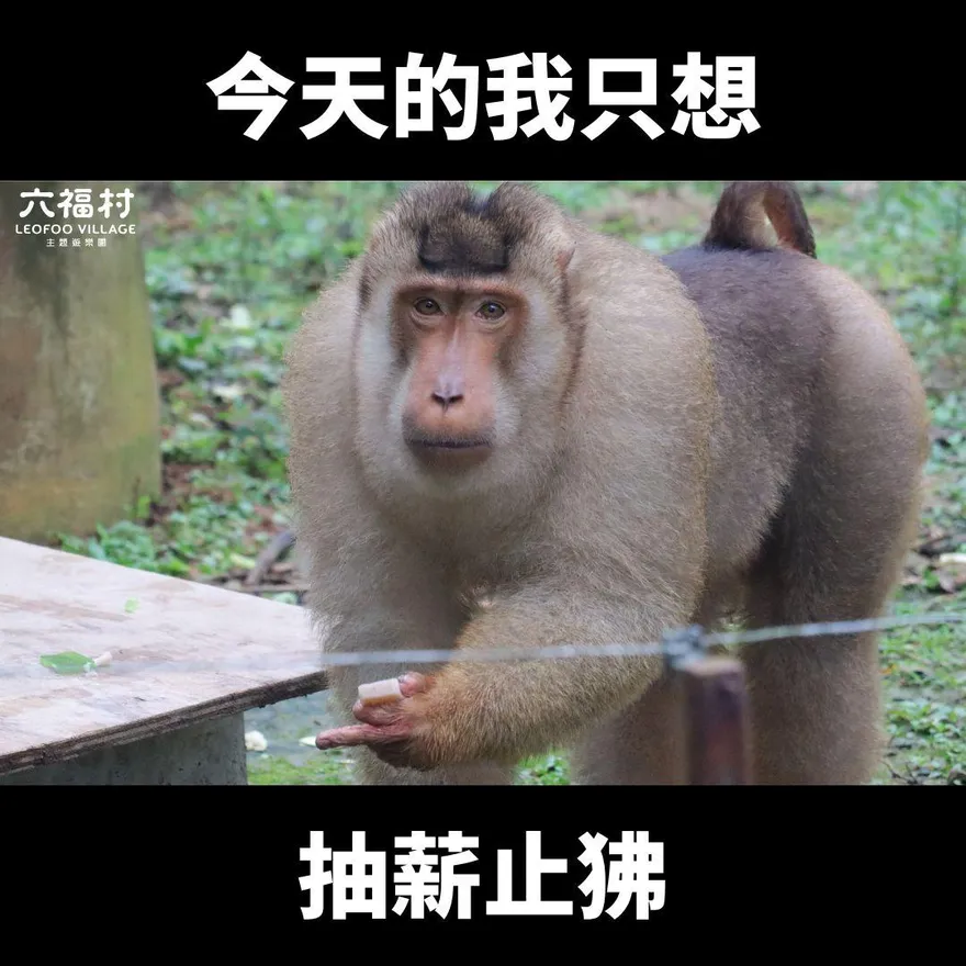 觀光股早盤「狒」騰！六福緩步小跌　雄獅一度漲逾6%