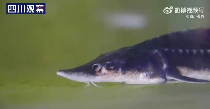 影/大陸水中國寶「長江鱘」繁殖成功　望養殖種接力野生種保育生態
