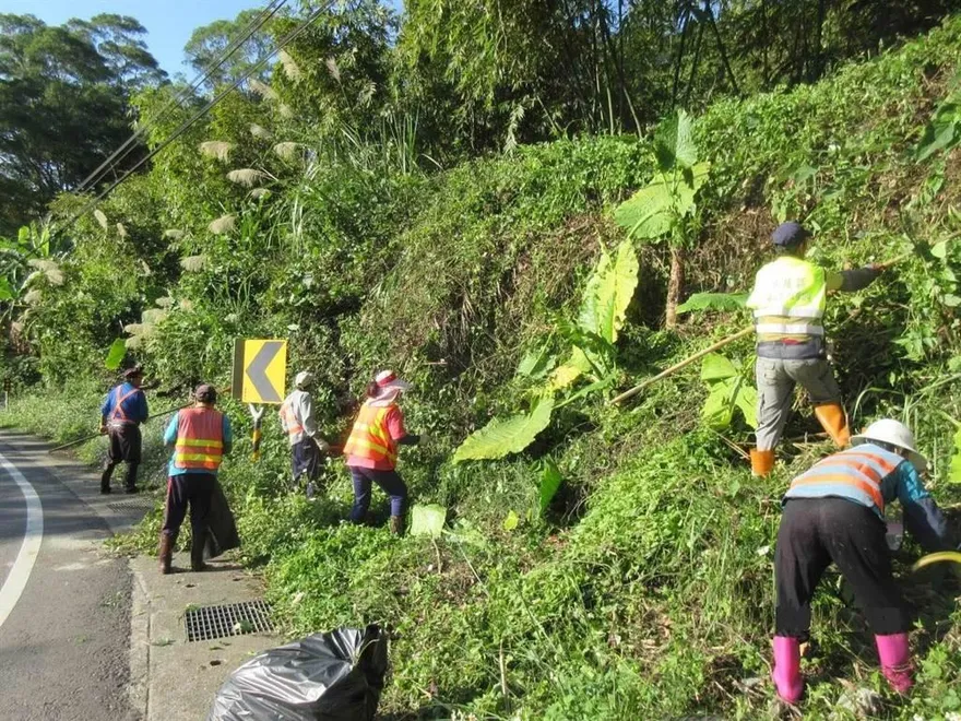 全台8000外來種屬「它」最可怕　外號「綠癌」觸地即可生長難根除