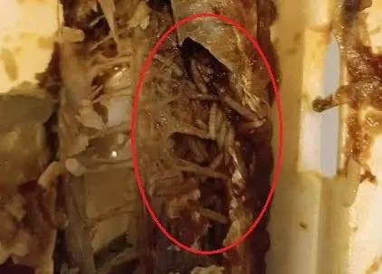 噁！孕婦齋戒月市集上買魚　魚肚內佈滿蛆蟲以為是「生米」吃下肚