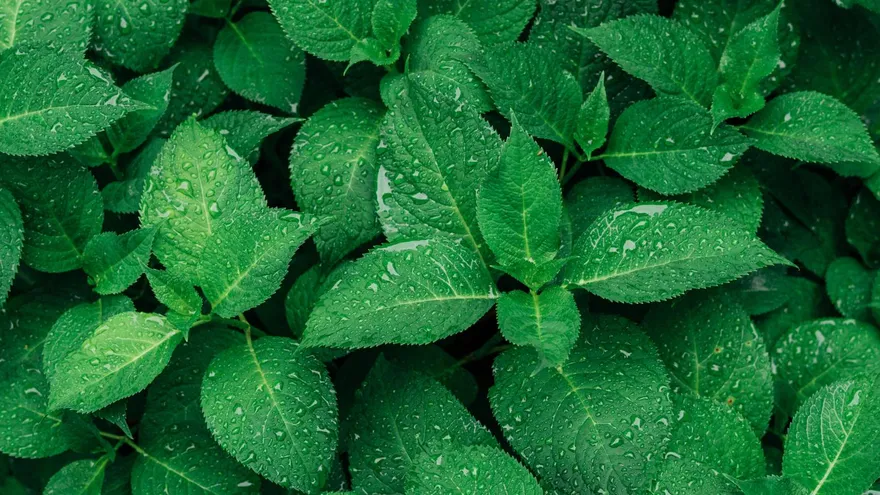 植物「壓力過大」真的會尖叫！每小時叫50次　吃素的人聽不到