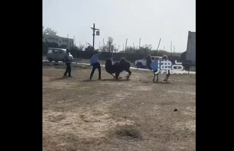 影/「嘴腫淌血」駱駝遭景區人員棒打慘叫下跪　網友拳頭硬：拒絕動物苦力