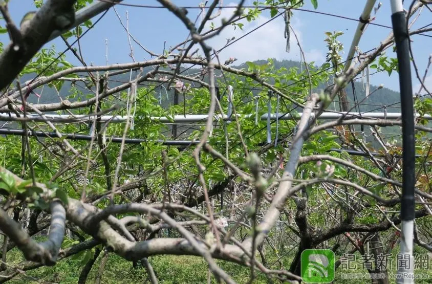 歹年冬！寒害又乾旱梨山梨子減產4成　茶葉乾枯損害2.8公頃