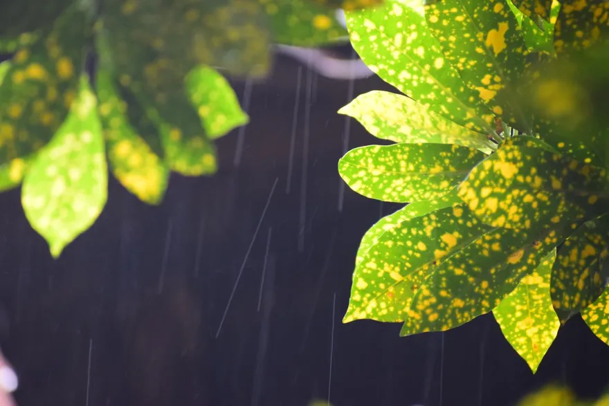 周四迎「穀雨」！命理師曝「6生肖」強運　TOP 1發大財