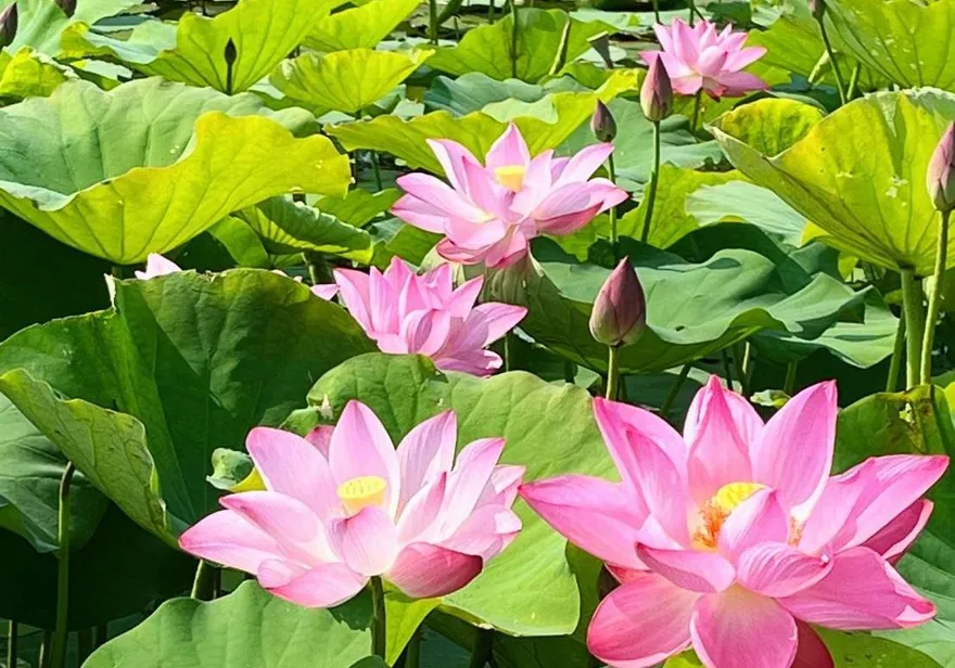 台南白河蓮花季5/7登場　中南部缺水蓮田面積減4成