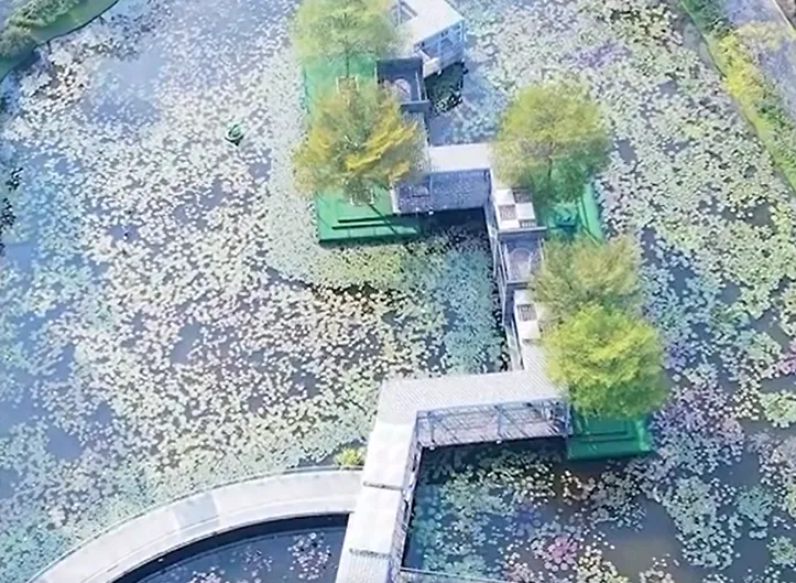 影/只見垃圾不見花！付310元入園賞荷成冤大頭　怒批「來看垃圾場」