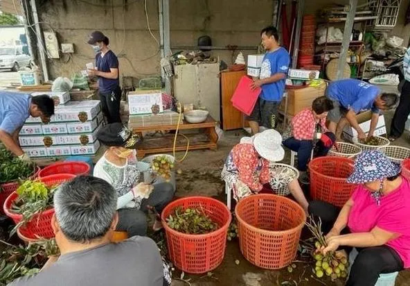 母親節前夕！玉荷包量少1公斤飆700元　恆春警防宵小啟動「護荔專案」