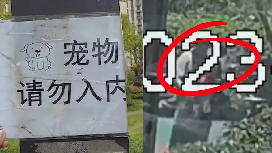 影/「沒牽繩」狗猛撲嬤！6歲童指正遛狗男　遭痛打致腦震盪「嘔吐、流鼻血」