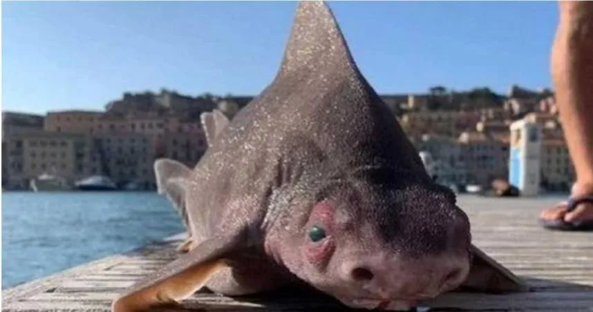 以為撈到海怪！港口出現「豬+鯊魚」混種鯊　專家大驚：相當罕見