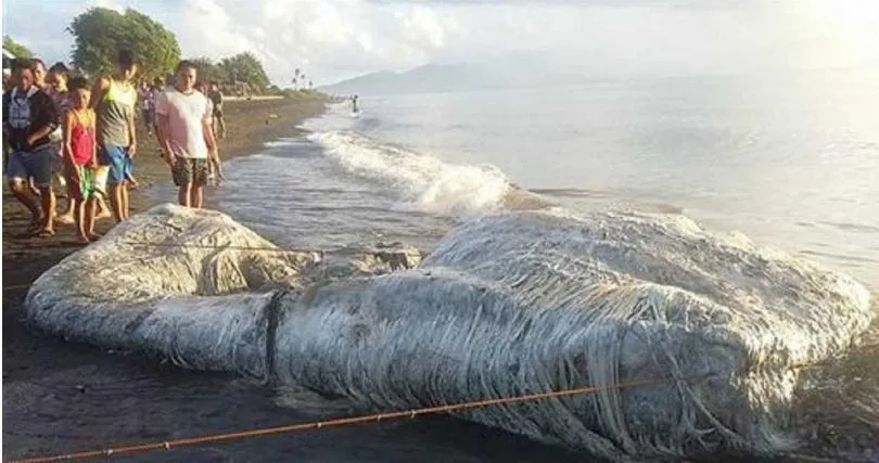 影/不像鯨魚像海怪！神秘巨屍擱淺海灘　漁民憂心恐「厄運降臨」