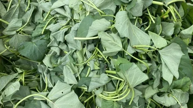 地瓜葉抗氧化又護眼　醫：高血壓患者的營養好幫手