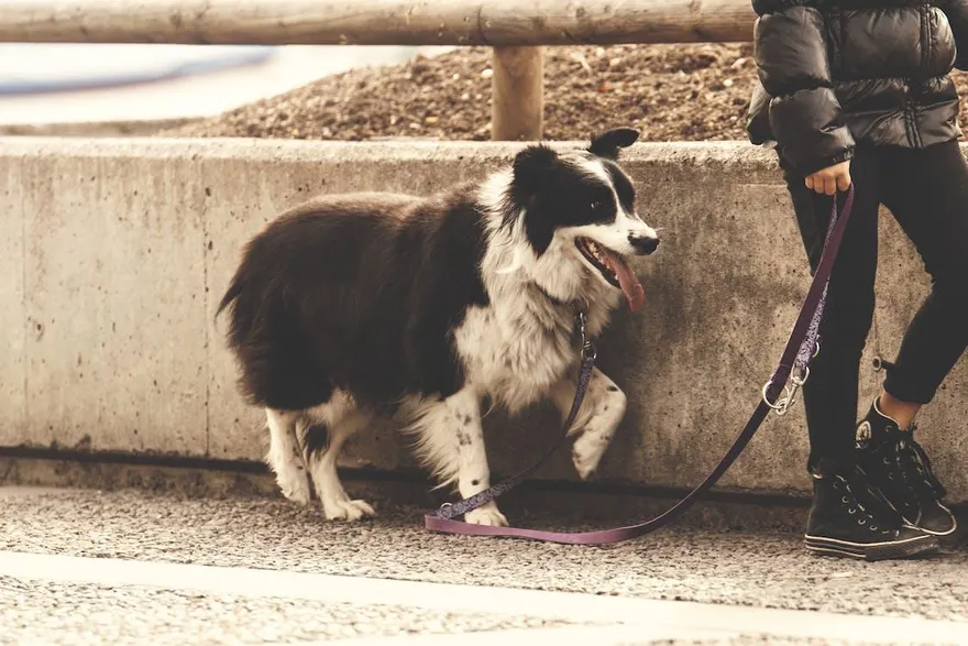 溜狗當「放山雞」玩出事了吧！愛犬撞倒人害肋骨斷8根　飼主遭判賠64萬