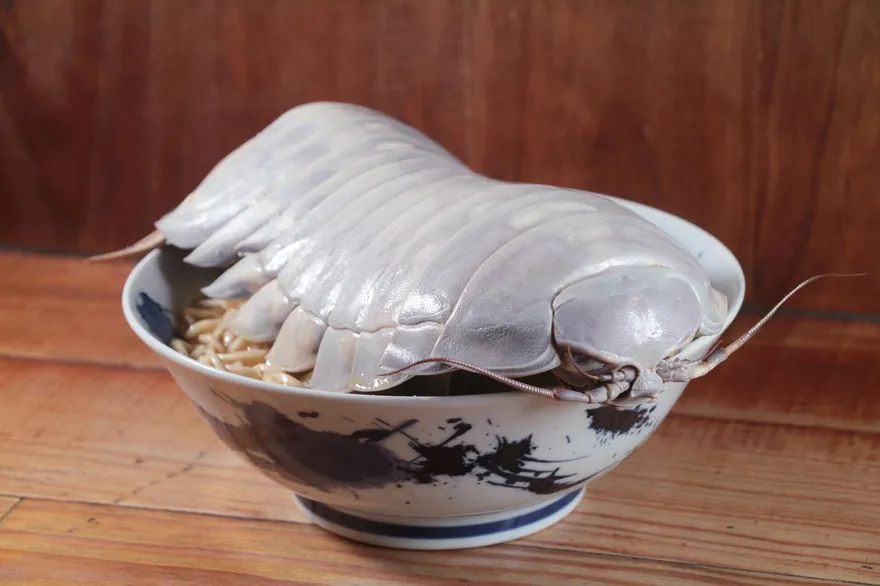 整隻趴碗上！「拉麵公子」推夢幻食材「大王具足蟲」　每碗要價破千僅限這類人吃的到