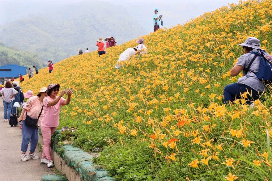 苗栗大湖「髒亂差」堤防改造4年　「金針亮亮賞花節」800米花廊盛放燦爛金針花海
