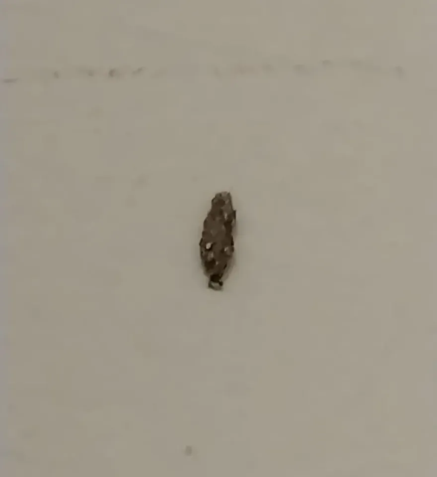 家中驚現「會動的水泥」！女子抱怨怪蟲掃不完　內行揭密「送客大招」