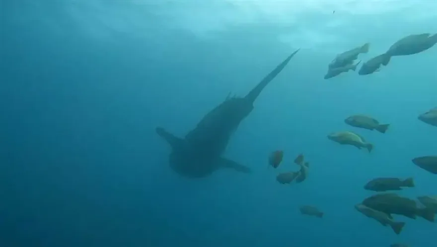 「鯨」奇！澎湖南方海域首見8米長保育「神獸」　潛水客直擊爽爆