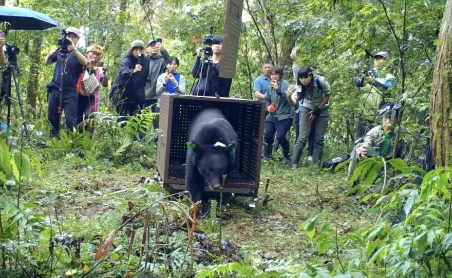 影/誤觸陷阱截肢傷癒　2歲黑熊獲布農新名「Lizuk Dumaz」野放山區