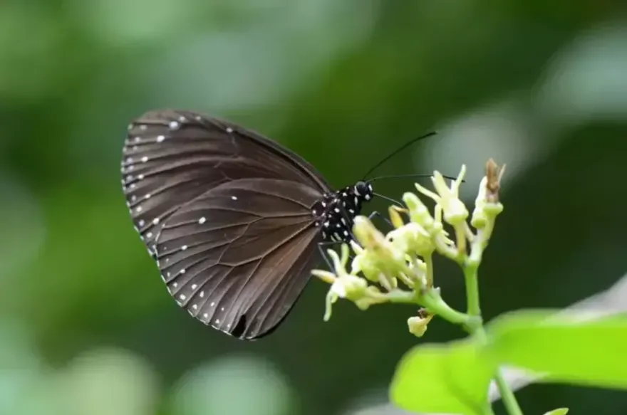 端午遊/嬌客駕臨恆春半島！逾10萬隻紫斑蝶產卵　車速40公里觀賞蝶舞