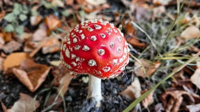 男吃毒菇「見手青」幻想撞到男童　到警局自首問「要關幾天？」