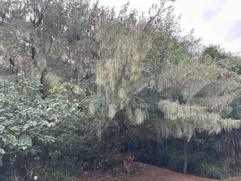 男遭轟斃棄屍防風林、野狗啃食「手腳剩骨頭」　惡煞判17年
