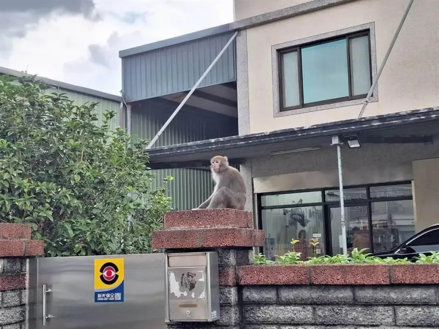 鎮靜劑過量枉死？桃園獨臂獼猴被捉「4小時暴斃」　農業局：將送台大解剖查死因