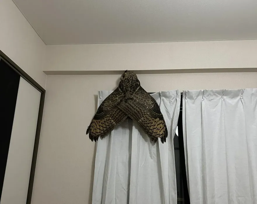 嚇爆！他上完廁所驚見「巨無霸黑蟬」出沒　本體萌翻一票網友