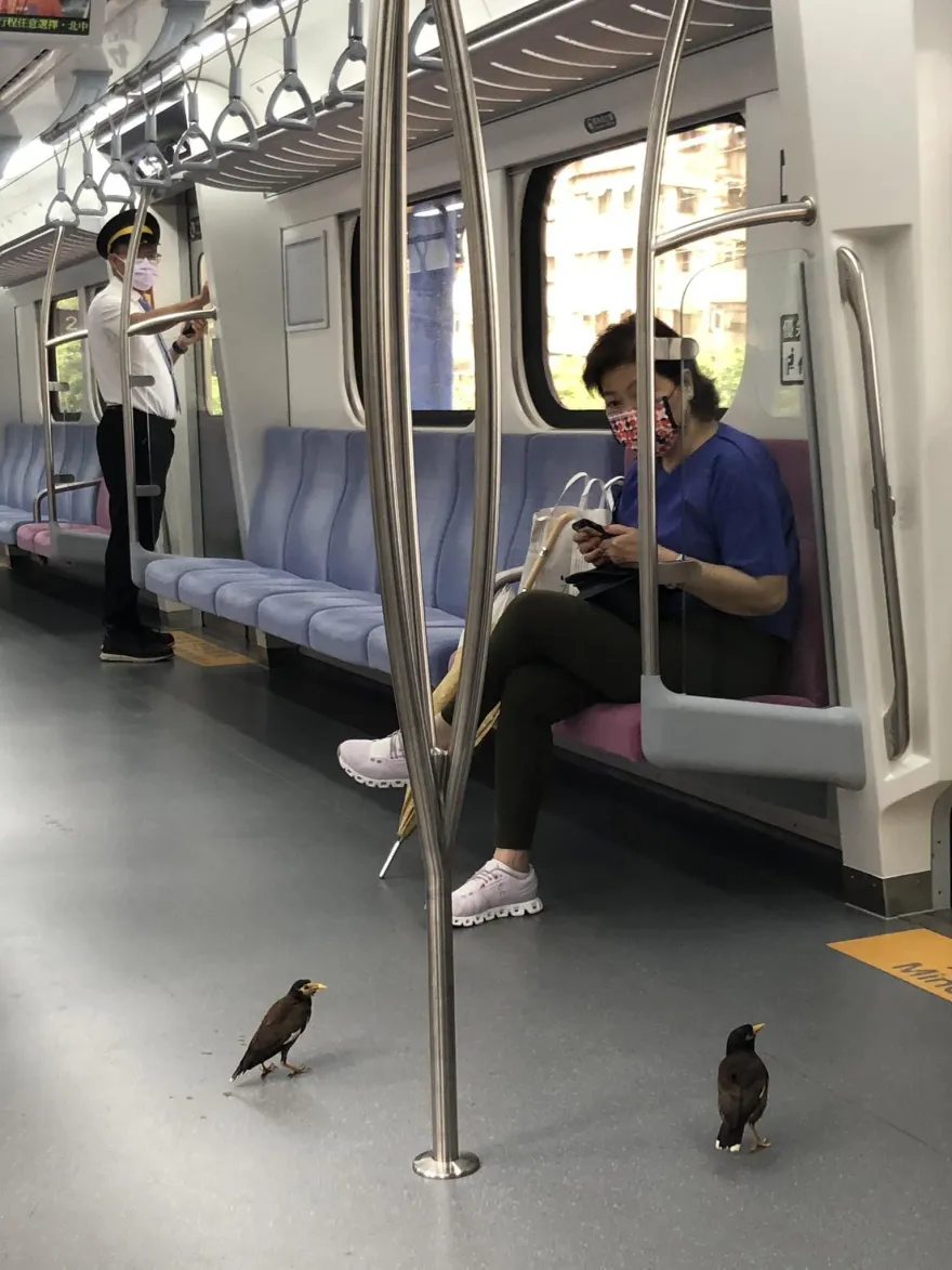 奧客出沒！民眾目睹颱風天「八哥偷搭火車」躲雨　列車長回應了...