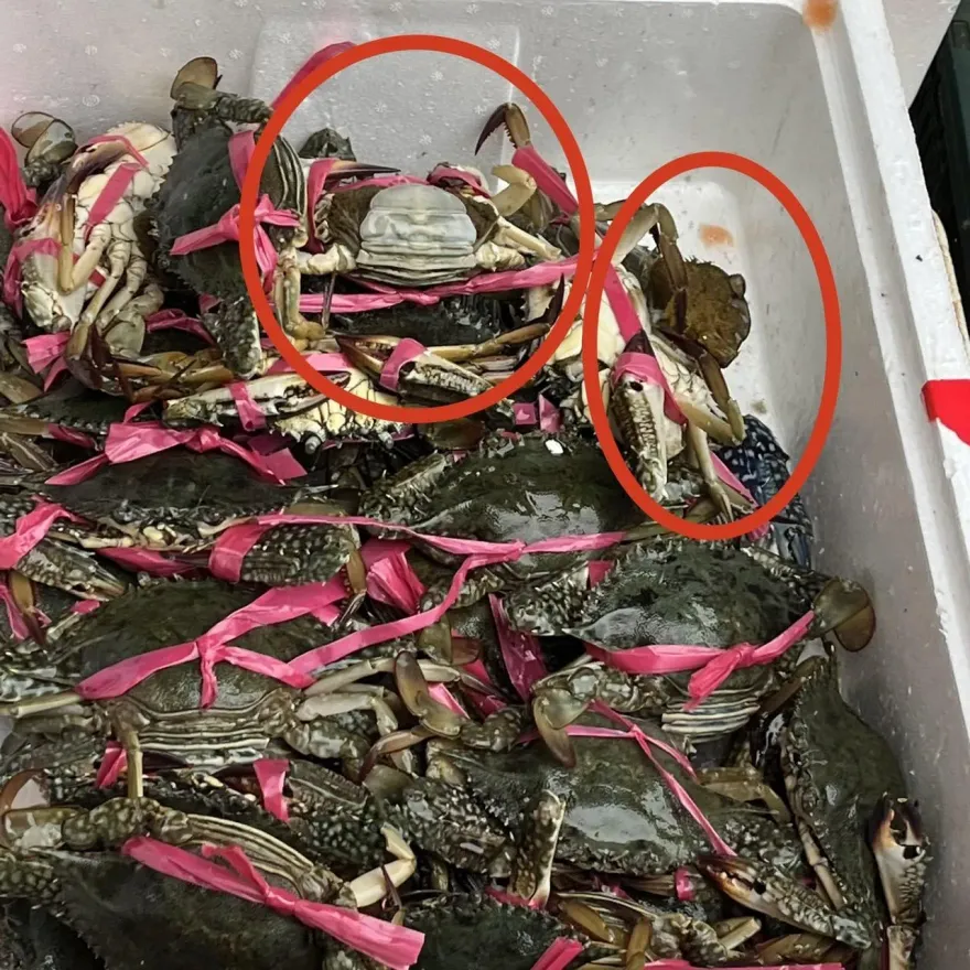 影/員林華成市場賣抱卵母蟹　2無良攤商嘴辯：「不知道不能賣」