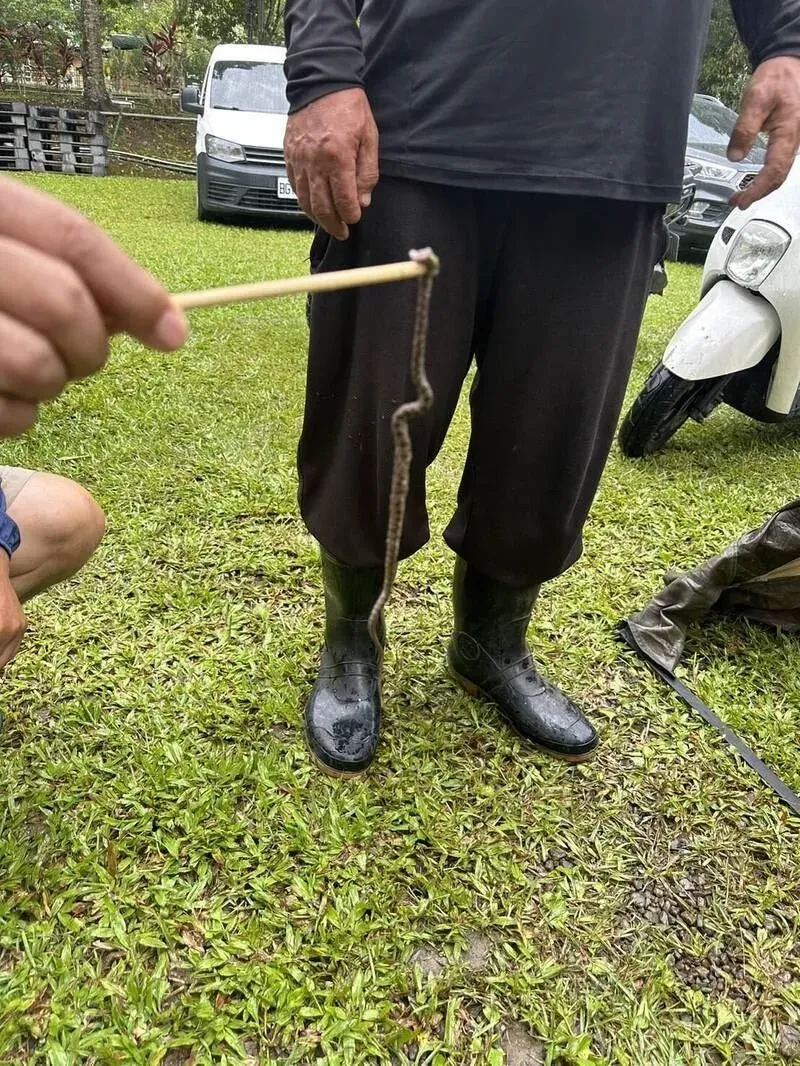 露營誤踩龜殼花！右腳踝被反咬一口　牠慘遭「就地正法」