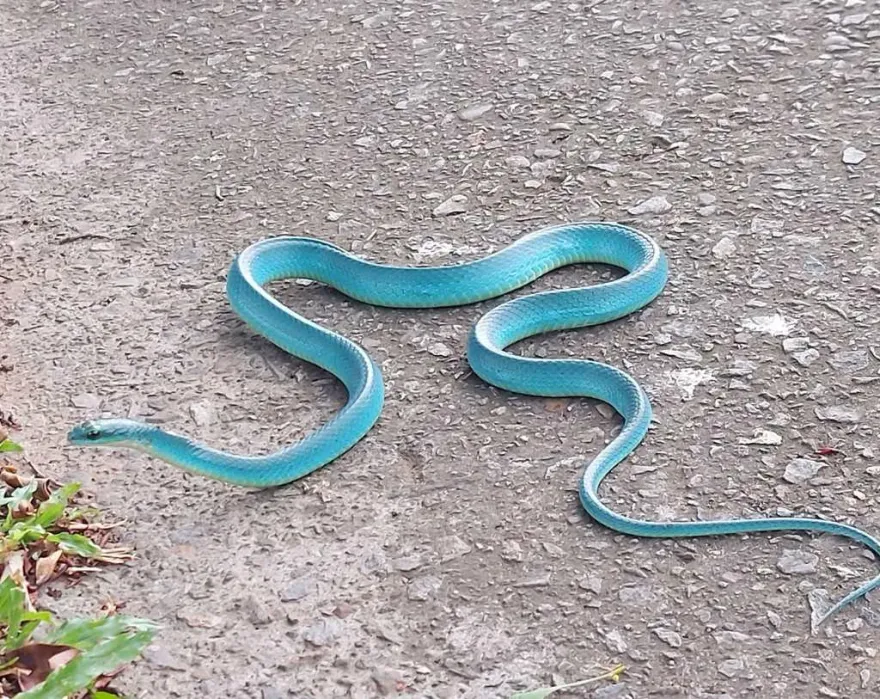 是名牌？巧遇「Tiffany藍」最美小青　網：「好運爆棚！」