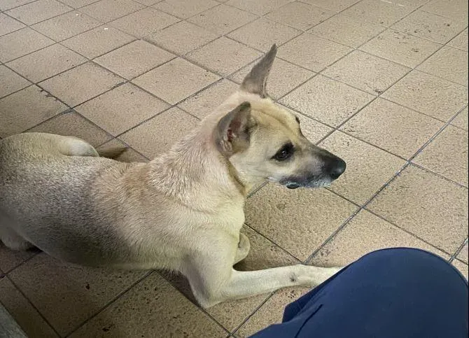 警犬咬傷高官慘了！分局長下令「牠0800消失」　基層怒：這就是官啊