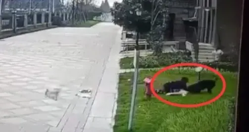 2歲女童遭羅威那犬咬傷！各地加大管制「狗嘴套」銷量激增　多間店鋪賣到斷貨
