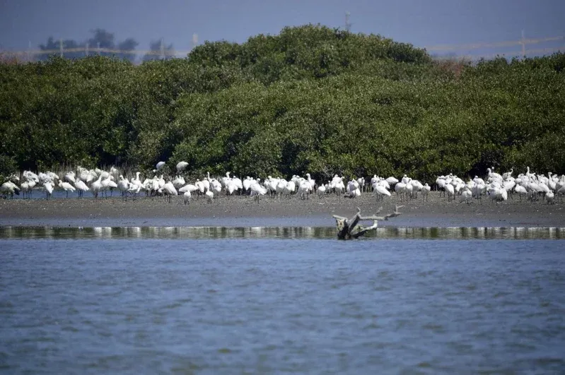 2026年台灣黑面琵鷺4719隻　占全球61%創新高