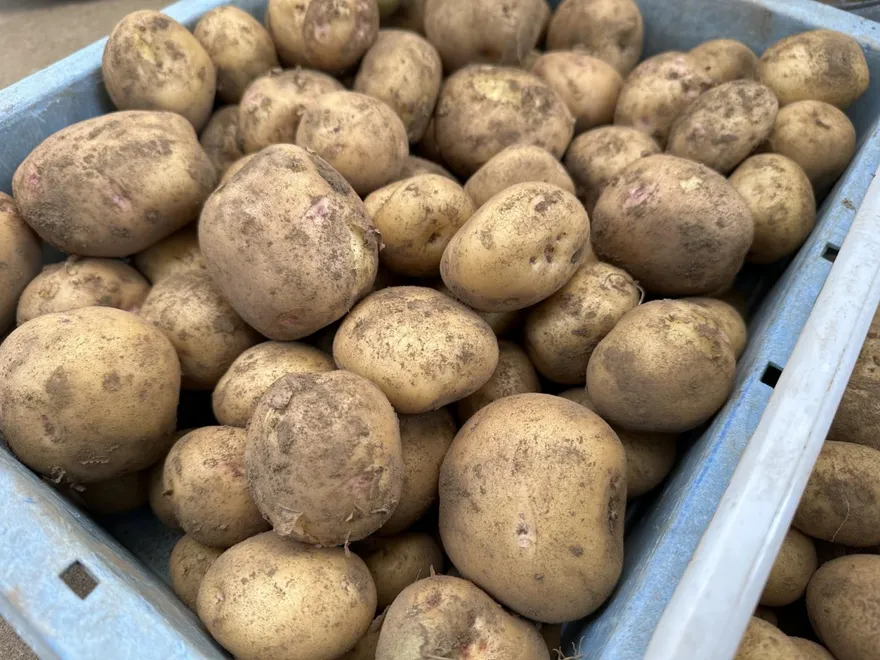 發芽食物「4種安全、3種超危險」　營養師：馬鈴薯有芽點就含劇毒！