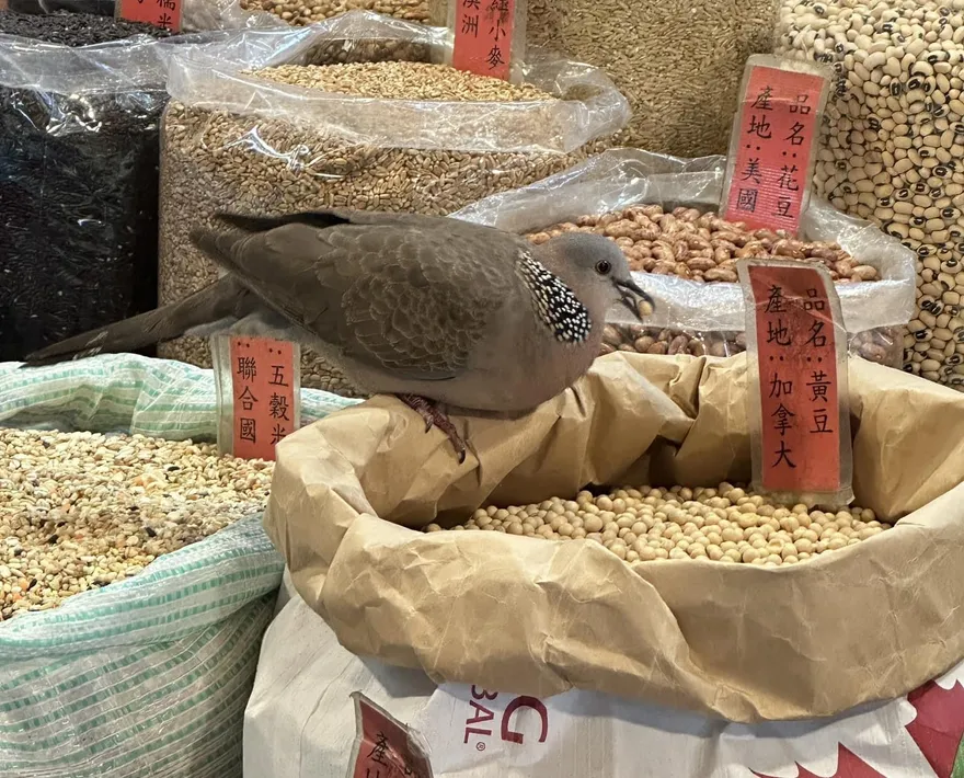 鳥界吃到飽！肥鳥狂吃雜糧店黃豆　網驚：好怕牠拉出來