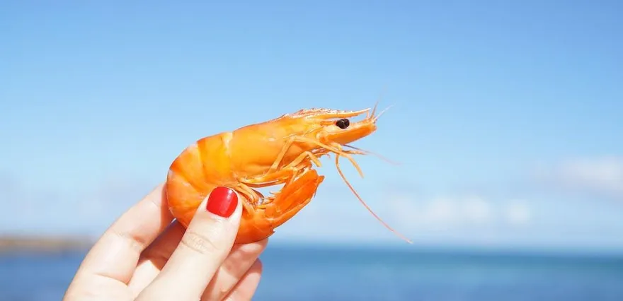 國際期刊指蝦病毒恐致「眼疾」！醫學會聲明：台無確診病例