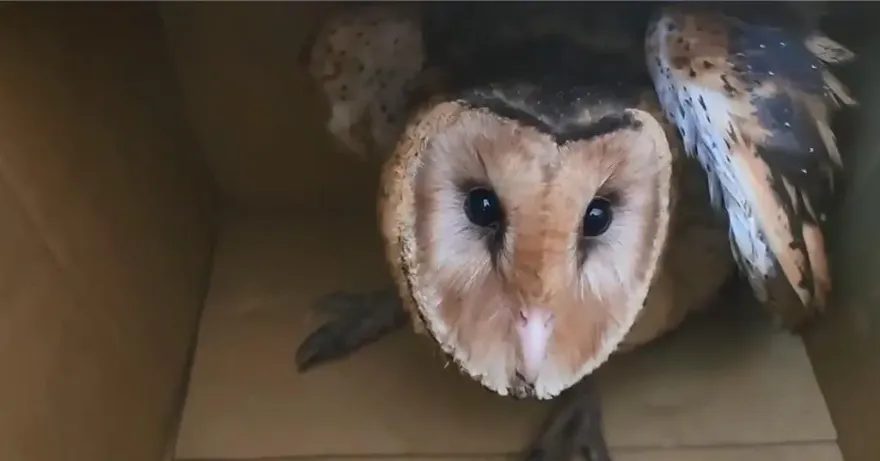 屏東農民發現「蘋果臉」！原來是保育草鴞幼鳥　全台不到500隻